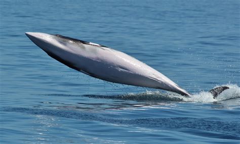 balene accordo iwc|‘Carne di balena per cena’: La caccia è ancora aperta.